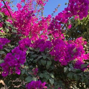 Meet your Posher, Mari